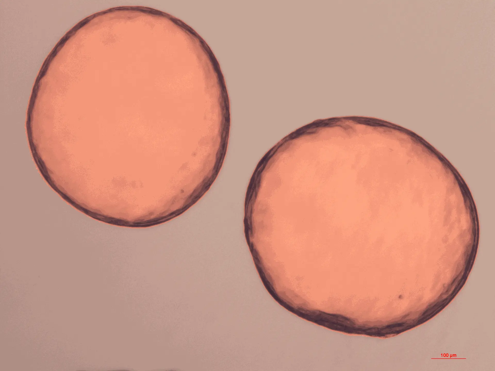 organoid culture microscopy