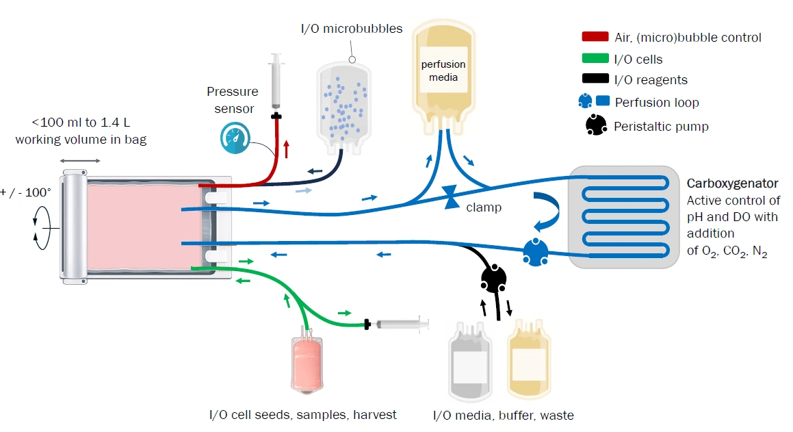 Perfusion Loop Osilaris Bioreactor Platform
