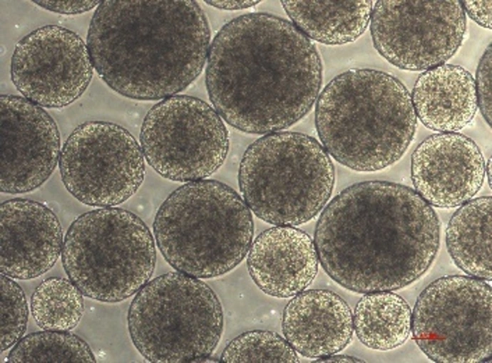 iPSC spheroids